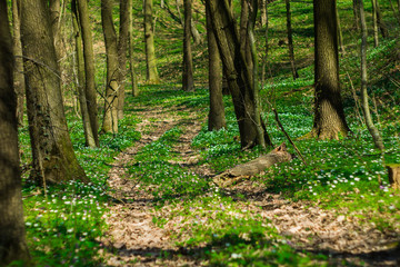 The path in the forest, where the anemones bloom