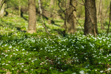 Many anemones bloom in the woods