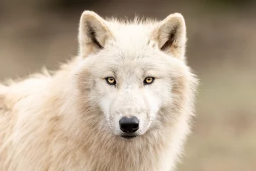 Foto auf Leinwand Weißer Wolf im Wald © AB Photography