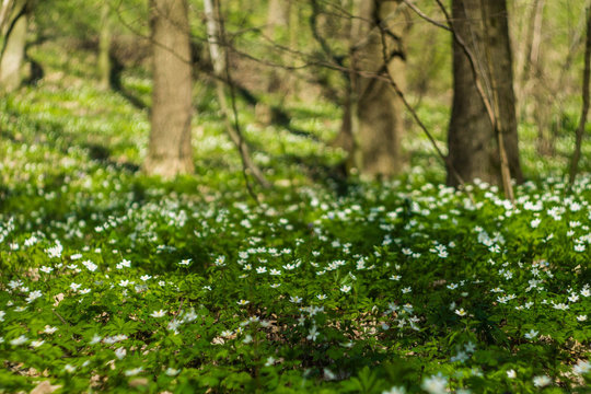 Many anemones bloom in the woods © Taras