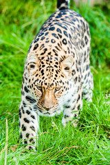 An Amur Leopard, also known as the far east leopard is a leopard native to parts of Russia and China and classified as critically endangered.