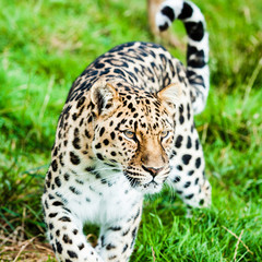 An Amur Leopard, also known as the far east leopard is a leopard native to parts of Russia and China and classified as critically endangered.