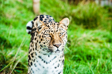 An Amur Leopard, also known as the far east leopard is a leopard native to parts of Russia and China and classified as critically endangered.