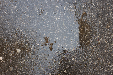 puddle on asphalt