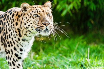 An Amur Leopard, also known as the far east leopard is a leopard native to parts of Russia and China and classified as critically endangered.