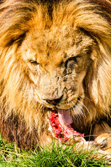 A magnificent Lion at meal time.