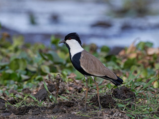 Spur-winged lapwing (Vanellus spinosus)