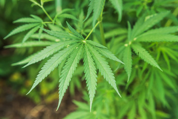 fresh marijuana leaves growing in nature by the road
