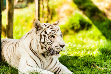 White Bengal TIger 