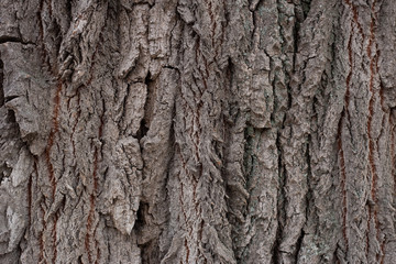 Obraz premium oak wood texture