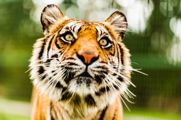 The Sumatran tiger which is the smallest of the tiger sub-species. 