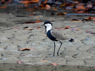 Spur-winged lapwing (Vanellus spinosus)
