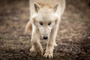 White Wolf in the forest