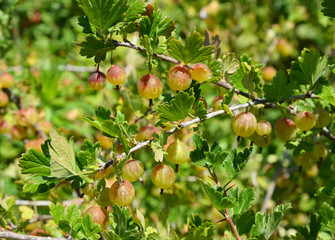Obraz premium Gooseberry (Ribes uva-crispa, Ribes grossularia) harvest. Gooseberry bush.