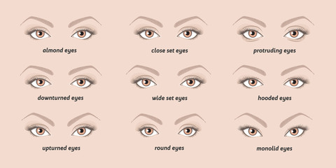 5 basic eyebrow shapes. Various types of eyebrows. Classic type and other. Vector illustration eyebrows with eyes