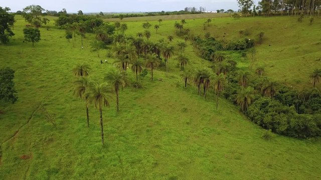 Aerial shot of green jungle scene with people harvesting the fruit of macauba or known as coyol palm to produce oil in Brazil