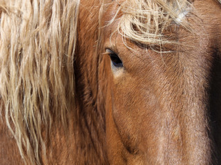 Horse Abstract