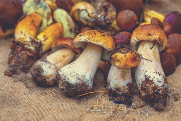 Boletus edulises on sackcloth