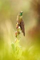 Bronze-tailed thornbill sitting on branch, hummingbird from tropical forest,Colombia,bird perching,tiny beautiful bird resting on flower in garden,clear background,nature scene,wildlife, exotic