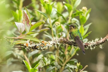 Bronze-tailed thornbill sitting on branch, hummingbird from tropical forest,Colombia,bird perching,tiny beautiful bird resting on flower in garden,clear background,nature scene,wildlife, exotic