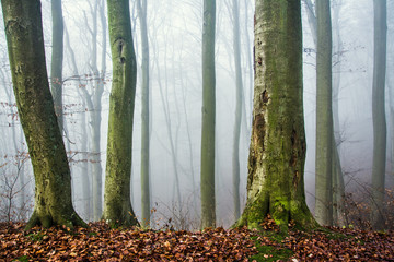 mglisty poranek w lesie, jesień - obrazy, fototapety, plakaty