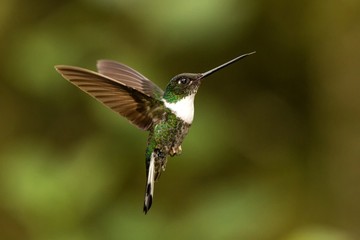 Collared inca hovering in the air,tropical forest, Colombia, bird sucking nectar from blossom in garden,beautiful hummingbird with outstretched wings,wildlife scene,exotic adventure, clear background