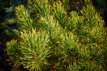 Pine branches of the mountain pine Pinus Mugo Ophir on a blurred dark green background. Selective focus. The golden tips of the pine needle Pinus mugo Ophir on a sunny winter morning.