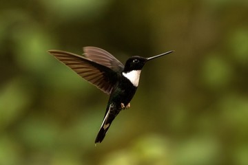 Fototapeta premium Collared inca hovering in the air,tropical forest, Colombia, bird sucking nectar from blossom in garden,beautiful hummingbird with outstretched wings,wildlife scene,exotic adventure, clear background