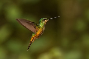 Fototapeta na wymiar golden-bellied starfrontlet hovering in the air,tropical forest, Colombia, bird sucking nectar from blossom in garden,beautiful hummingbird with outstretched wings,wildlife scene,clear .. background
