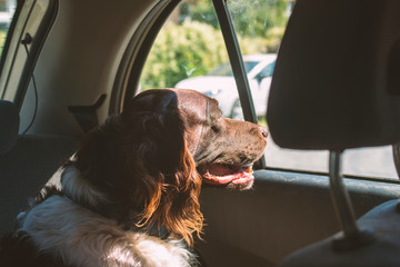 Hunting dog setter in a car in sunny day