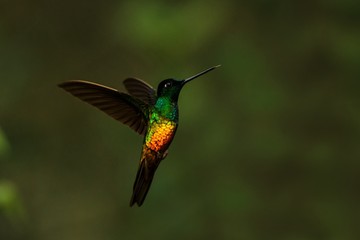 Fototapeta premium golden-bellied starfrontlet hovering in air,tropical forest,Colombia, bird sucking nectar from blossom in garden,beautiful hummingbird with outstretched wings,wildlife scene,clear dark background