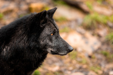 Black Wolf in the forest