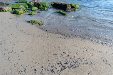 Stranded Velella