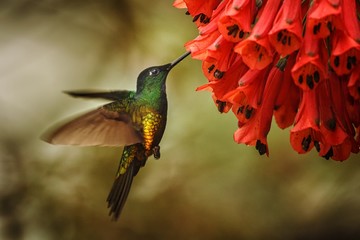 golden-bellied starfrontlet hovering next to red flower,tropical forest, Colombia, bird sucking nectar from blossom in garden,beautiful hummingbird with outstretched wings,nature wildlife scene,exotic