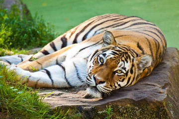 Sibirischer Tiger (Panthera tigris altaica)