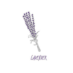 Bouquet of lavender on a white background. Black and White line design. Vector illustration bundle.
