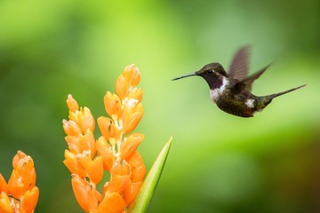 Purple-throated woodstar hovering next to big orange flower,tropical forest, Colombia, bird sucking nectar from blossom in garden,beautiful hummingbird with outstretched wings,nature wildlife scene