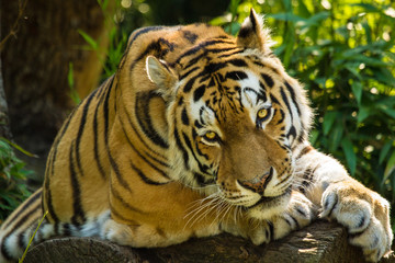 Sibirischer Tiger (Panthera tigris altaica)