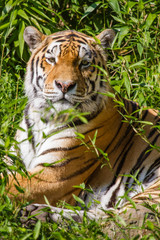 Sibirischer Tiger (Panthera tigris altaica)
