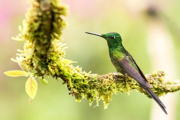 Empress brilliant sitting on branch, hummingbird from tropical forest,Colombia,bird perching,tiny beautiful bird resting on flower in garden,clear background,nature scene,wildlife, exotic adventure