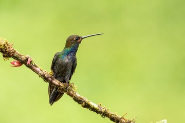 Fototapeta na wymiar White-tailed hillstar sitting on branch,hummingbird from tropical forest,Colombia,bird perching,tiny beautiful bird resting on flower in garden,clear background,nature scene,wildlife, exotic adventure
