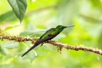 Empress brilliant sitting on branch, hummingbird from tropical forest,Colombia,bird perching,tiny beautiful bird resting on flower in garden,clear background,nature scene,wildlife, exotic adventure