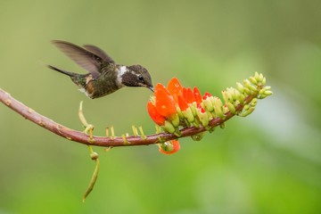 Purple-throated woodstar hovering next to orange flower,tropical forest, Colombia, bird sucking nectar from blossom in garden,beautiful hummingbird with outstretched wings,nature wildlife scene