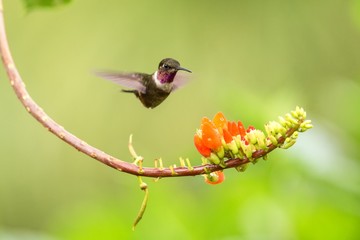 Purple-throated woodstar hovering next to orange flower,tropical forest, Colombia, bird sucking nectar from blossom in garden,beautiful hummingbird with outstretched wings,nature wildlife scene