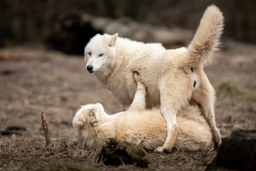 White Wolf in the forest