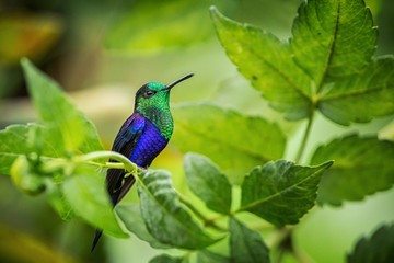 green-crowned woodnymph sitting on branch, hummingbird from tropical forest,Colombia,bird perching,tiny beautiful bird resting on flower in garden,clear background,nature,wildlife, exotic adventure