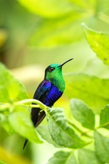 green-crowned woodnymph sitting on branch, hummingbird from tropical forest,Colombia,bird perching,tiny beautiful bird resting on flower in garden,clear background,nature,wildlife, exotic adventure