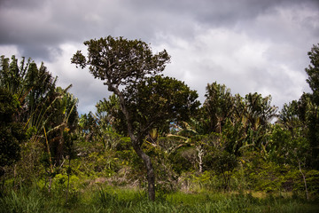 Stormy clouds in the jungle
