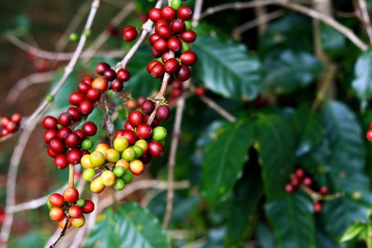 Fresh coffee beans on a branch of coffee tree with green leaves,Red,green and yellow coffee beans on a branch