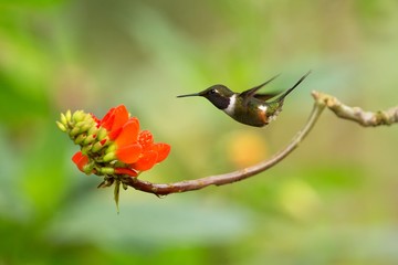 Purple-throated woodstar hovering next to orange flower,tropical forest, Colombia, bird sucking nectar from blossom in garden,beautiful hummingbird with outstretched wings,nature wildlife scene